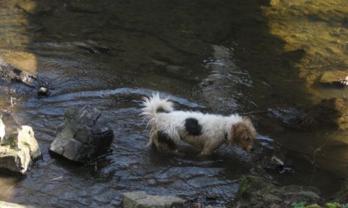 Ausgeglichene  Hunde (Parson Terrier und Altdeutscher Hütehund)
